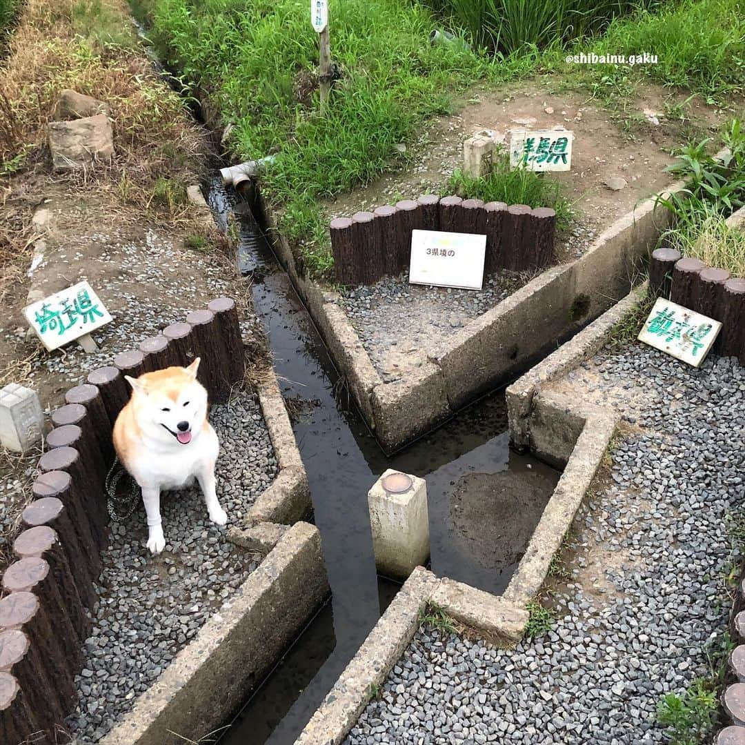 Kazumi-Gakumamaさんのインスタグラム写真 - (Kazumi-GakumamaInstagram)「3つの県境が一点に集まる箇所を三県境と言い、日本全国で40か所以上あるそうです🇯🇵 *  県境は山間地や河川の中にあるのが大半で、群馬県板倉町、栃木県栃木市(旧 藤岡町)、埼玉県加須市(旧 北川辺町)の三県境は、全国で唯一といえる歩いて行ける平地に存在しています🚶‍♂️ *  岳は群馬県、栃木県、そして埼玉県でそれぞれ記念撮影📷 *  このあと、茨城のおばあちゃんのお見舞いに行きました👵 🐾----*----*----*----🐾 The place where the three prefectural borders come together is called the three-prefecture border, and Gaku went to the third prefectural border, which is the only nationwide walkable flatland in the country🐕 🐾----*----*----*----🐾 #柴犬 #岳 #柴犬岳 #柴犬ガク#gaku #shibainugaku #shiba #shibainu #shibastagram #pecoいぬ部  #pecotv #いぬすたぐらむ #ふわもこ部 #ワンフルエンサー  #dogsofinstagram #Hermoso #weeklyfluff #🐕📷 #換毛期 #sheddingseason #カイカイ #舐め壊し #エリザベスカラー #エリカラ生活 #アレルギー #アポキル  #三県境  #おばあちゃんのお見舞い #あつし犬 #20200717」7月17日 17時44分 - shibainu.gaku