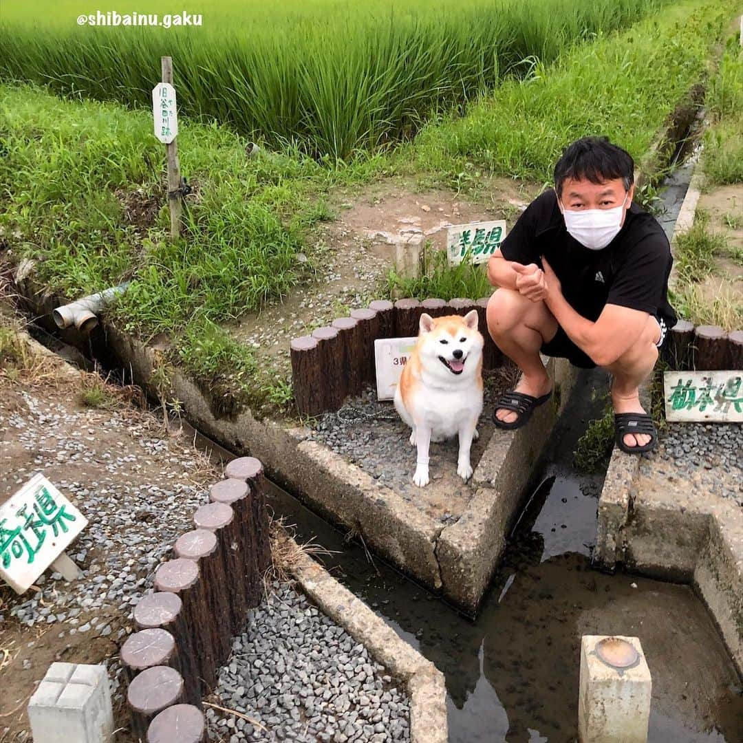 Kazumi-Gakumamaさんのインスタグラム写真 - (Kazumi-GakumamaInstagram)「3つの県境が一点に集まる箇所を三県境と言い、日本全国で40か所以上あるそうです🇯🇵 *  県境は山間地や河川の中にあるのが大半で、群馬県板倉町、栃木県栃木市(旧 藤岡町)、埼玉県加須市(旧 北川辺町)の三県境は、全国で唯一といえる歩いて行ける平地に存在しています🚶‍♂️ *  岳は群馬県、栃木県、そして埼玉県でそれぞれ記念撮影📷 *  このあと、茨城のおばあちゃんのお見舞いに行きました👵 🐾----*----*----*----🐾 The place where the three prefectural borders come together is called the three-prefecture border, and Gaku went to the third prefectural border, which is the only nationwide walkable flatland in the country🐕 🐾----*----*----*----🐾 #柴犬 #岳 #柴犬岳 #柴犬ガク#gaku #shibainugaku #shiba #shibainu #shibastagram #pecoいぬ部  #pecotv #いぬすたぐらむ #ふわもこ部 #ワンフルエンサー  #dogsofinstagram #Hermoso #weeklyfluff #🐕📷 #換毛期 #sheddingseason #カイカイ #舐め壊し #エリザベスカラー #エリカラ生活 #アレルギー #アポキル  #三県境  #おばあちゃんのお見舞い #あつし犬 #20200717」7月17日 17時44分 - shibainu.gaku