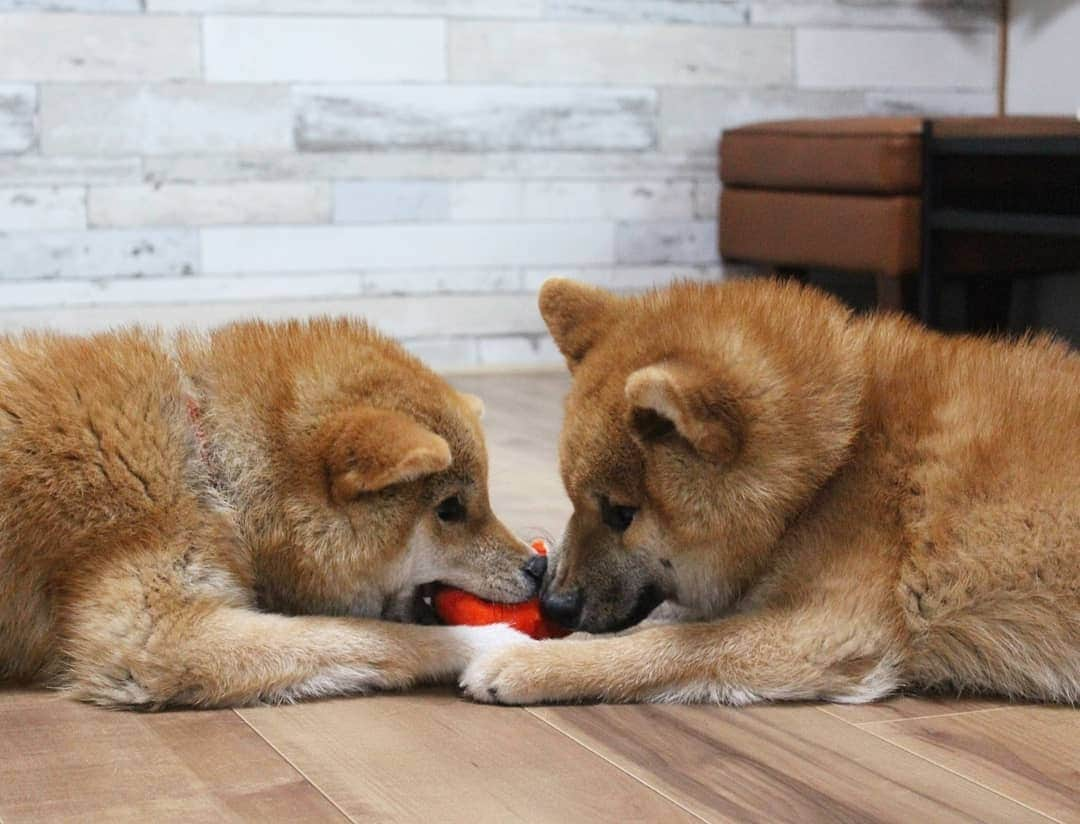 柴犬たま Shibainu Tamaのインスタグラム