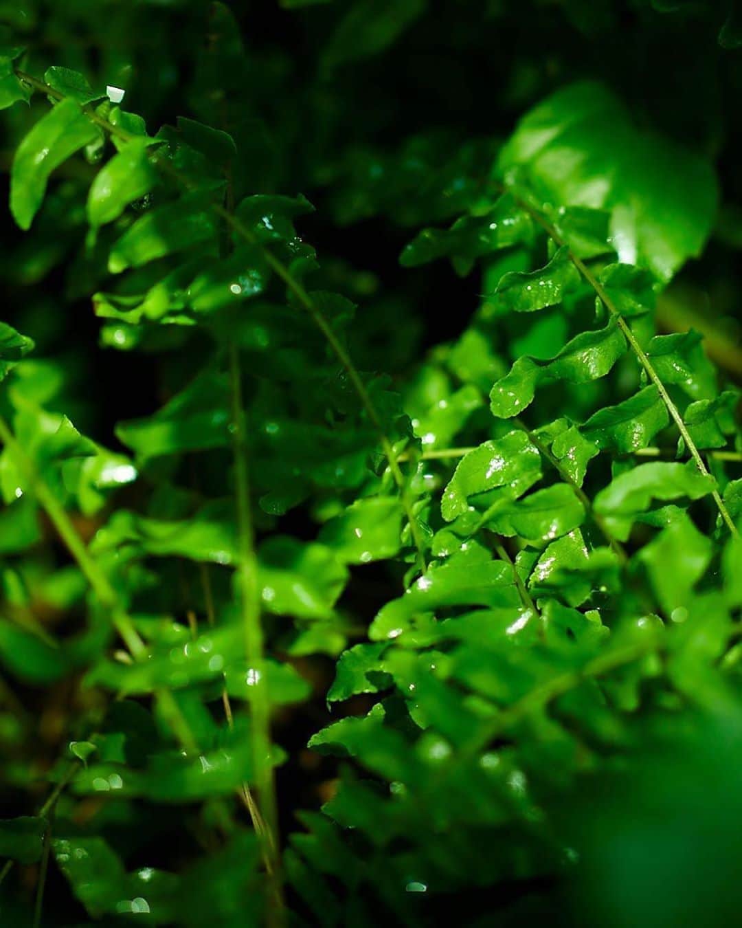 BOTANIST Chineseさんのインスタグラム写真 - (BOTANIST ChineseInstagram)「甘霖雨露不只能給植物滋潤、也為花朵及葉子帶來澄淨與光澤。 濕潤的樹枝、因雨滴熠熠生輝的樹葉🌿， 試著感受植物的恩惠，是否覺得心中消極的雜念被淨化、為心靈帶來正面的能量呢？  雨水，植物，與之共存。  🛀@botanist_official 🗼@botanist_tokyo 🌍@botanist_global」7月17日 18時02分 - botanist_chinese