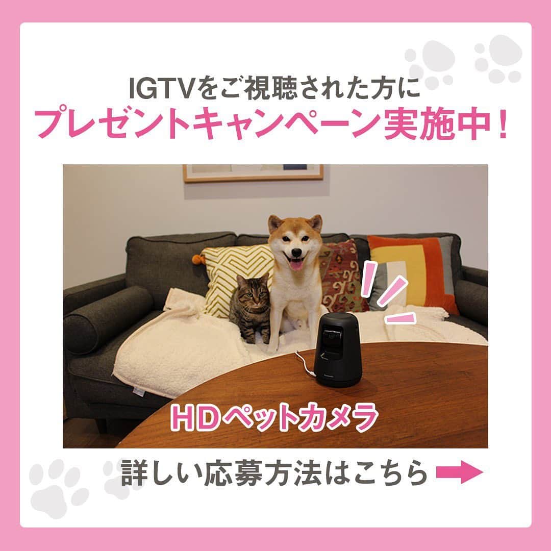 のインスタグラム：「. ／ 応募期限は〜2020/7/19(日)まで！ HD #ペットカメラ プレゼント！ ＼ . インスタライブでご紹介した 最新型の #HDペットカメラ を 抽選で1名様に #プレゼント ✨ . ご応募は3ステップ！ ①IGTVでペットカメラの動画を見てね！ ②パナソニックのアカウントをフォロー ③投稿文に「 #パナソニックのペットカメラ 」を入れて、あなたのワンちゃんネコちゃんの画像をポスト . あなたの自慢のかわいいワンちゃんネコちゃんのお写真をお待ちしております🐕🐈 . --------------------------------- ▼HDペットカメラ（KX-HDN215-K）について詳しくはこちら https://panasonic.jp/hns/products/hdn215.html ---------------------------------- #ペット #犬 #いぬ #愛犬 #犬のいる暮らし #いぬすたぐらむ #わんこカメラ部 #犬好きな人と繋がりたい #柴犬 #いぬのきもち #shibainu #shibastagram #ねこ #ネコ #猫部 #ねこ部 #ねこすたぐらむ #にゃんすたぐらむ #猫好きさんと繋がりたい #もふもふ #おうち時間 #stayhome #パナソニック #panasonic」