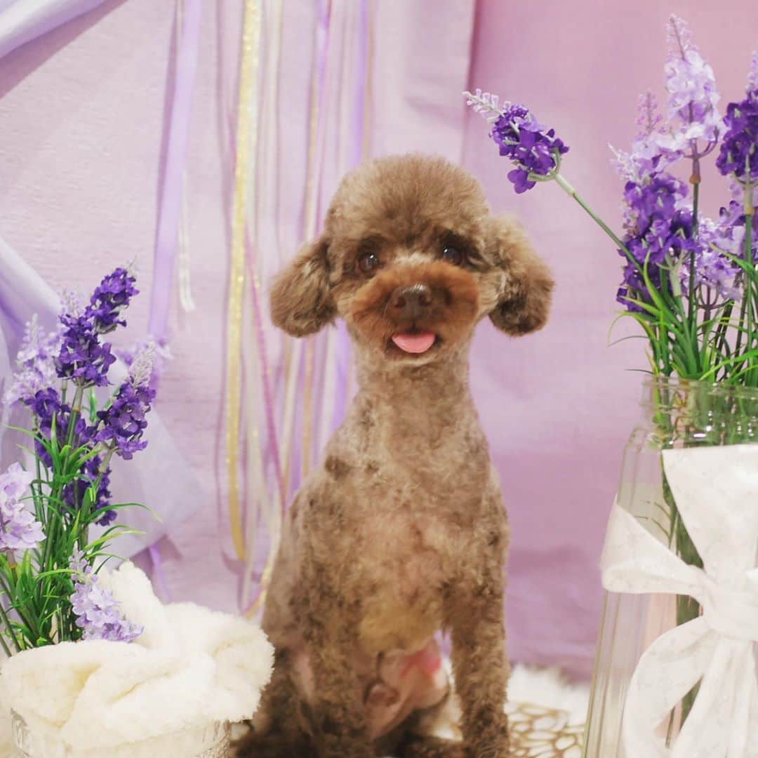 BLADeのインスタグラム：「﻿ 我が家の﻿ ヤンチャさんの﻿ ぺろんショット👅﻿ ﻿ ﻿ #トリマー #trimmer #グルーマー #instadog #dogstagram #슈나우저 #トリミング #ブレちゃん #BOKUMO取扱店 #훈육미용　#긍정미용사  #훈육미용사 #긍정미용사 #훈육미용사 #남자애견미용사 #애견미용사 #애견미용 #펫스타일리스트 #강아지미용  #petgrooming #doggrooming #優しいトリミング ﻿ #トイプードル　#タイニープードル」