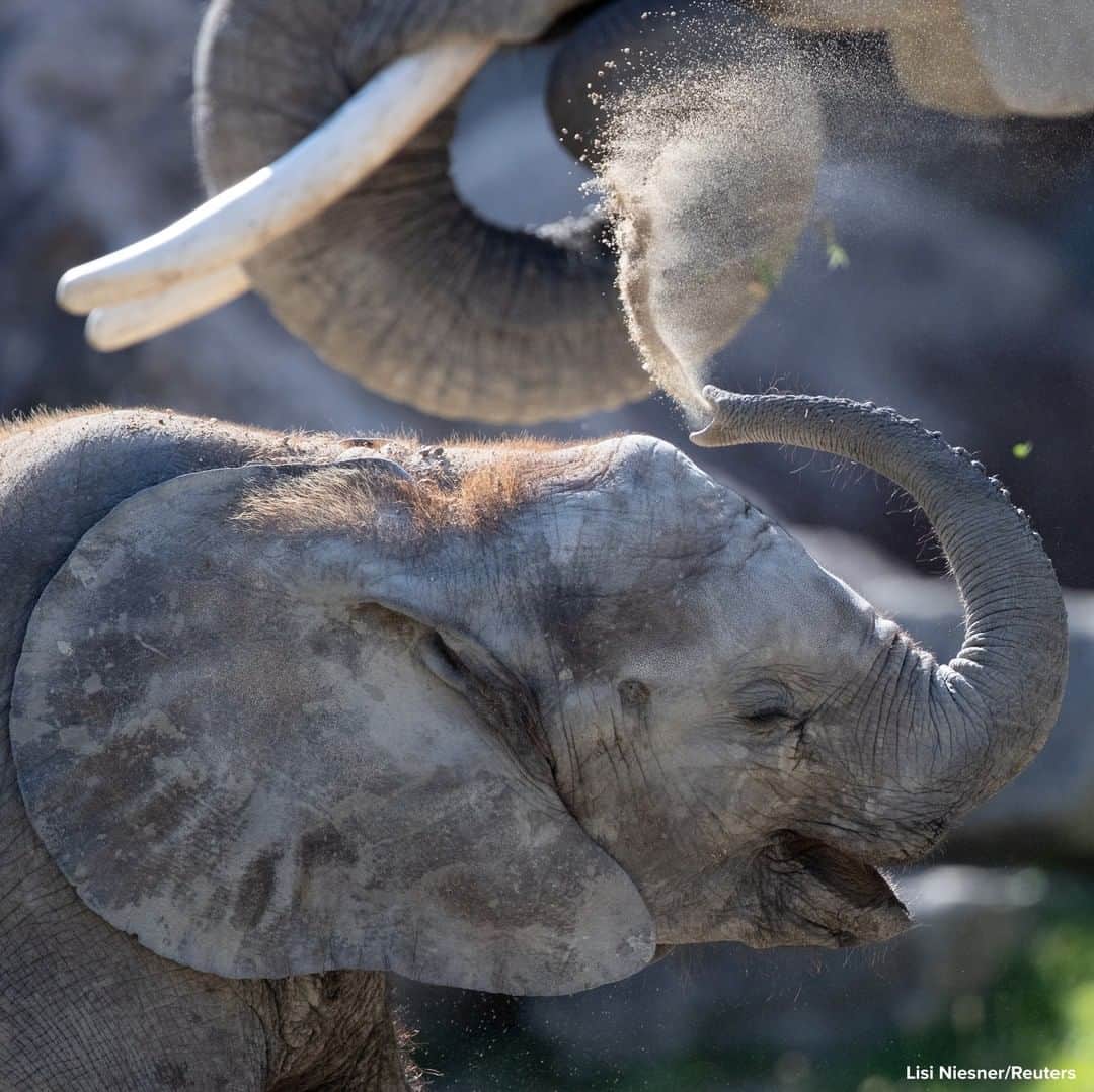 ABC Newsさんのインスタグラム写真 - (ABC NewsInstagram)「DAFT TRUNK: One-year-old African elephant Kibali throws sand over herself at Schoenbrunner Tiergarten zoo in Vienna, Austria. #elephants #animals #zoo」7月17日 18時10分 - abcnews