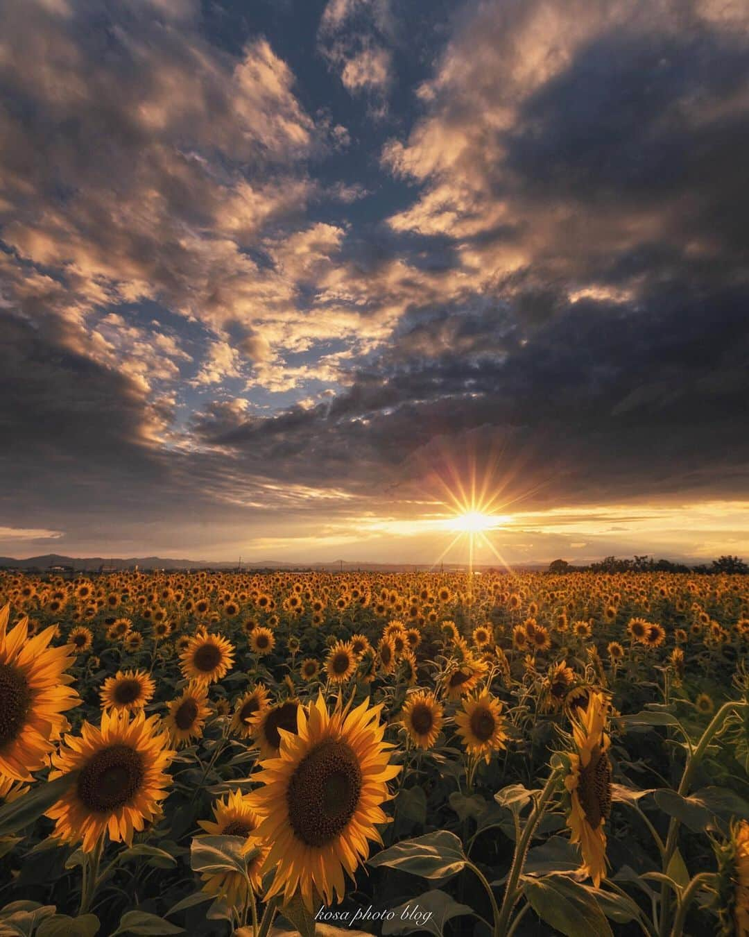 コサさんのインスタグラム写真 - (コサInstagram)「Sunflower Sunset まだ梅雨明けしてないけど夏の風景をGet📸 現地で多くの方と出会い、おかげさまで楽しく撮影できました😆 皆さん、ありがとうございました🙏 🌻🌻 Location:兵庫 Hyogo / Japan🇯🇵 Date:2020年7月 🌻🌻 #art_of_japan_ #tokyocameraclub #dpj_member #IG_PHOS #photo_jpn #ptk_japan #pt_life_ #bestjapanpics #1x_japan #kf_gallery_vip #YourShotPhotographer #Impressive_gallery #light_nikon #sorakataphoto  #LBJ_Legend #広がり同盟メンバー #nipponpic_member #special_spot_vip #s_shot #japan_of_insta #bestphoto_japan #Rox_Captures #beautiful_photo_jpn #Japan_Daytime_View #jgrv_member #ap_japan_wide #colore_de_saison #raw_community_member #japan_bestpic_ #jalan_natsu2020」7月17日 18時12分 - kosa_photo