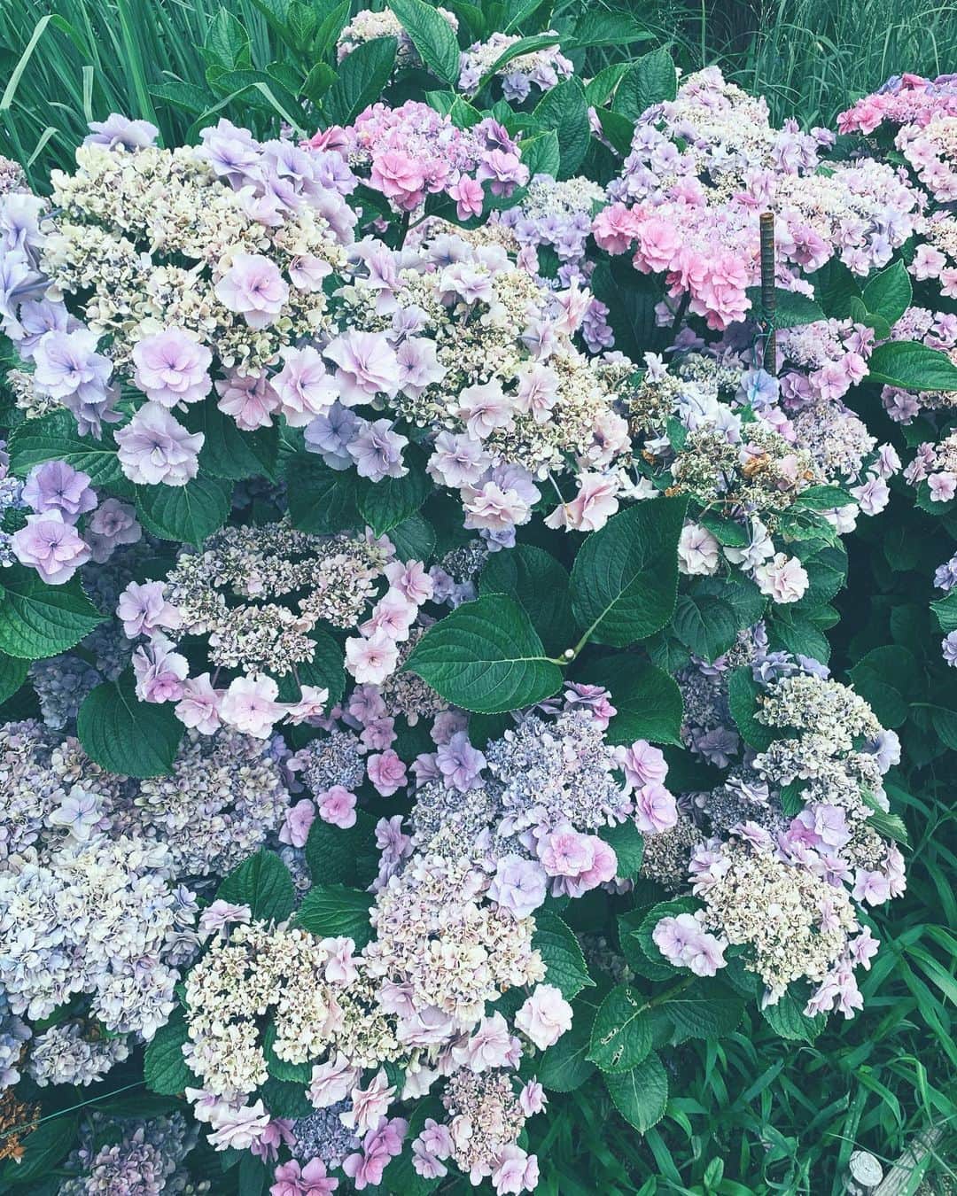 pisatamagoさんのインスタグラム写真 - (pisatamagoInstagram)「梅雨もそろそろあけるかなぁ🌈☔️ #flowers」7月17日 18時19分 - audreysunnyday
