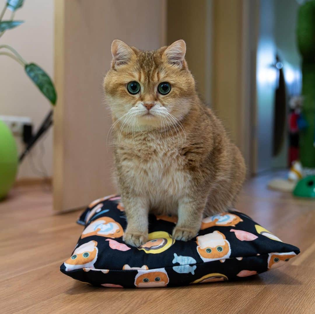 Hosicoさんのインスタグラム写真 - (HosicoInstagram)「Is that me on the cushion? Yup that’s me! 😸 Cute things - Link https://society6.com/theforestfactory/collection/hosico-cat」7月17日 18時34分 - hosico_cat