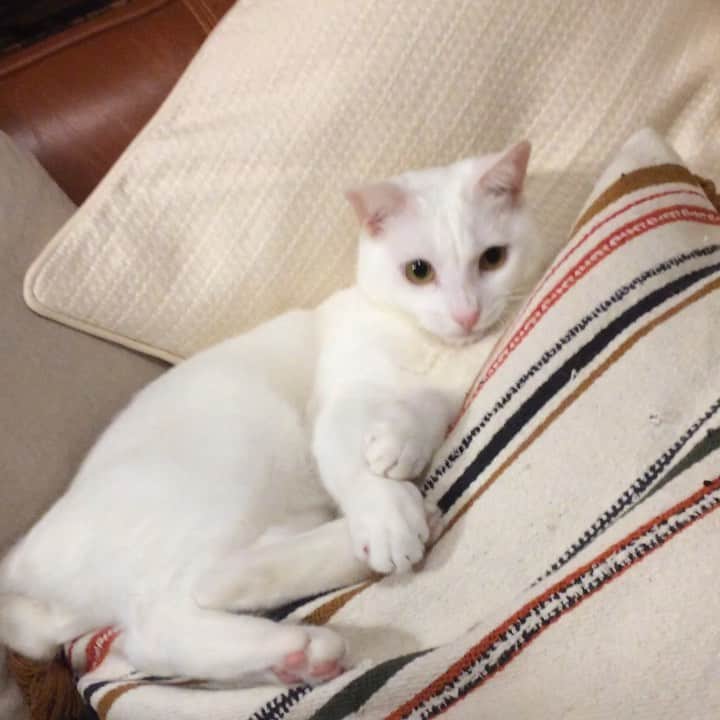 岡田屋鉄蔵のインスタグラム：「激しい」
