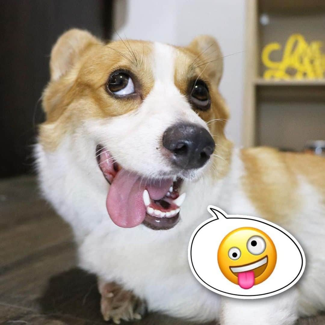 8crapさんのインスタグラム写真 - (8crapInstagram)「Happy World Emoji Day! 😁🐶💛 Comment your favourite emoji below to celebrate this special day! - 📷 @thatlittlecorgi @maruhusky @shibainu.berry @eurosaurus @ryuji513 @winnythecorgi @wat.ki @samanthabrookephoto @mameshiba_yoroko - #barked #WorldEmojiDay #EmojiDay #🐶 #🤪 #☺️ #🙄 #😁 #😏 #😜 #🤓 #😝 #😕 #dog #doggo #Corgi #Husky #Malamute #ShibaInnu #Shiba #JackRussellTerrier #GoldenRetriever」7月17日 19時08分 - barked