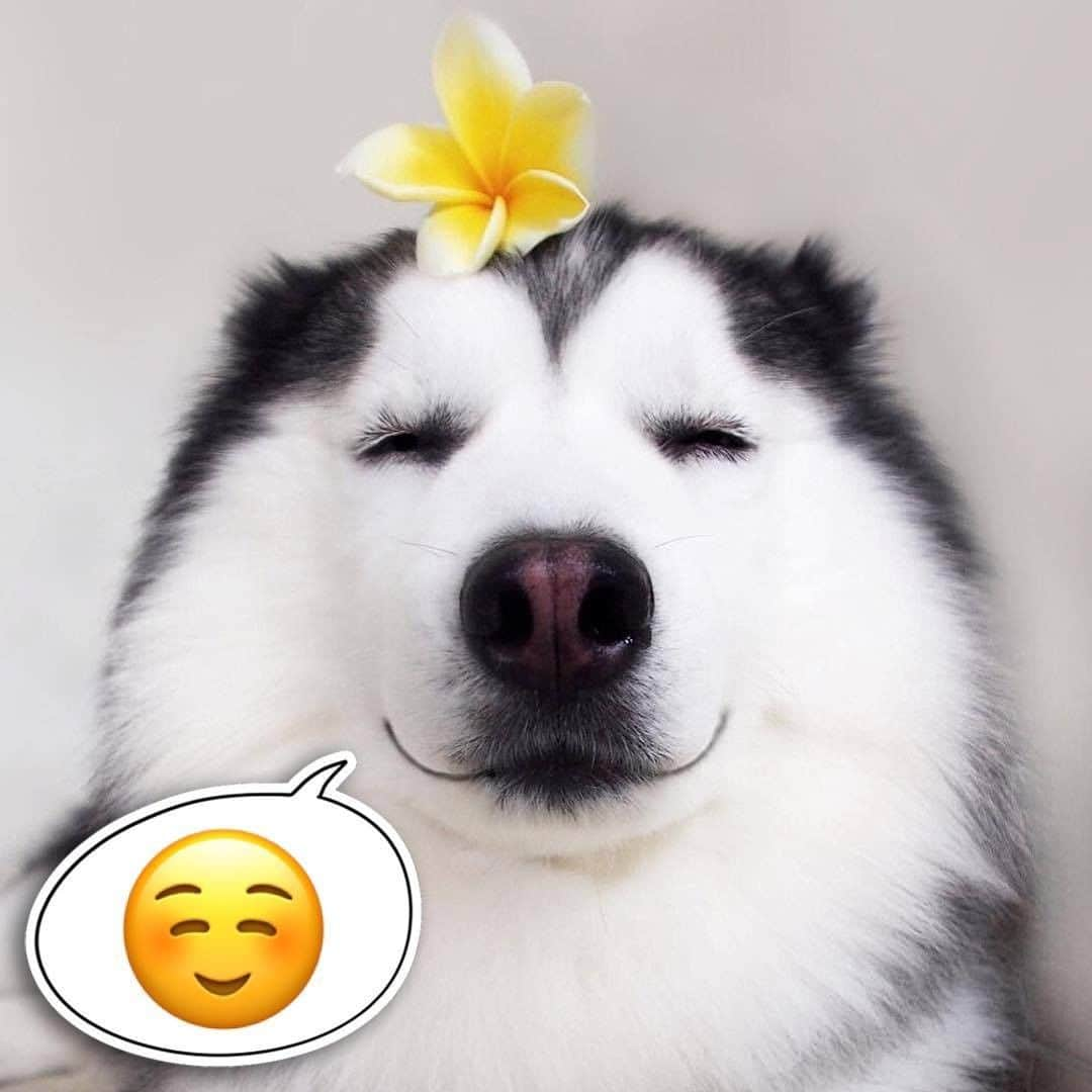 8crapさんのインスタグラム写真 - (8crapInstagram)「Happy World Emoji Day! 😁🐶💛 Comment your favourite emoji below to celebrate this special day! - 📷 @thatlittlecorgi @maruhusky @shibainu.berry @eurosaurus @ryuji513 @winnythecorgi @wat.ki @samanthabrookephoto @mameshiba_yoroko - #barked #WorldEmojiDay #EmojiDay #🐶 #🤪 #☺️ #🙄 #😁 #😏 #😜 #🤓 #😝 #😕 #dog #doggo #Corgi #Husky #Malamute #ShibaInnu #Shiba #JackRussellTerrier #GoldenRetriever」7月17日 19時08分 - barked