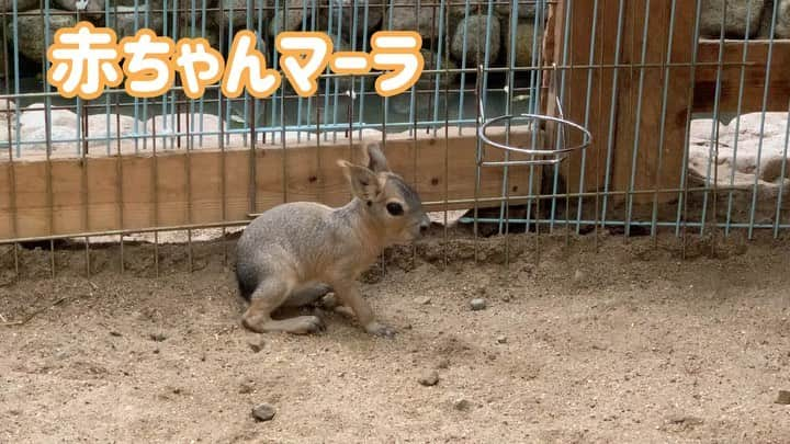 大阪ECO動物海洋専門学校のインスタグラム