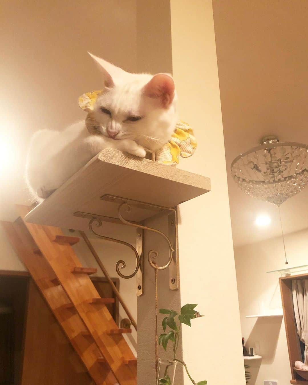 maimocotoさんのインスタグラム写真 - (maimocotoInstagram)「急に思い立って柱に猫棚を付けたんだけど、こっちゃんがすごく気に入ってくれたよ❤︎カウンターからジャンプしないとあがれないんだけど、ふわぁって登るの！さすが、全身筋肉ね🐷 部屋中キャットウォークを付けたくなってしまう🙀 ＊ ＊ 『日々のトレーニングのたまものなの、あたち♪』 ＊ ＊ #コトの猫棚 #ごきげんコト #鼻のしわ❤︎ #DIY #明日新入り子猫ちゃんが来る予定です」7月17日 19時10分 - maihimemoco