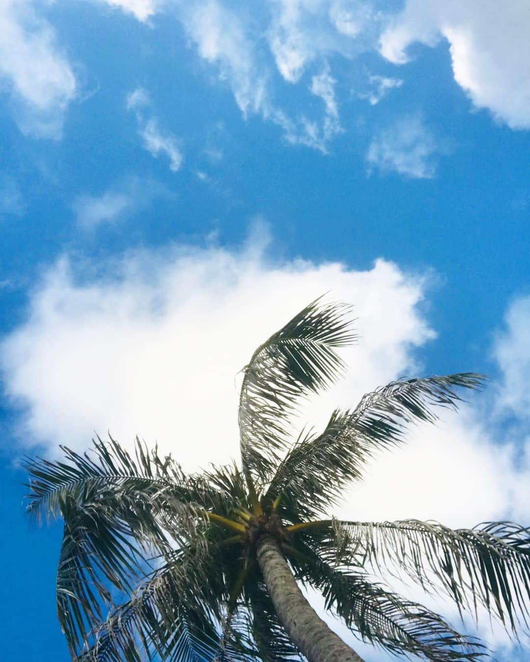 片山萌美さんのインスタグラム写真 - (片山萌美Instagram)「雨、曇りが多いですが 根気強く青空を待ちましょう🌴🍹🌻  #定期的nature #hawaii」7月17日 19時32分 - moet_mi