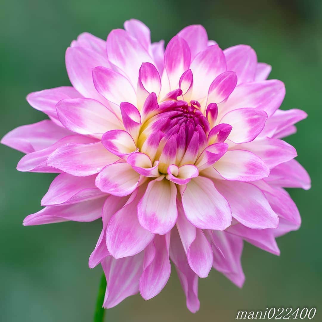 mani022400のインスタグラム：「. 17 Jul. 2020 . . こんばんはー🌸🌺🌹✨ . . . .  🌺🌺🌺🌷🌷🌷🌹🌹🌹🌸🌸🌸 ご訪問ありがとうございます🙇 . お花以外の写真は サブアカウントにポストしています。 良かったら、覗いてください🙇🙇 ⬇️⬇️⬇️ @mani0224000   . 🌺🌺🌺🌷🌷🌷🌹🌹🌹🌸🌸🌸 . . . . . 🔷🔷🔷🔷🔷🔷🔷🔷🔷 #discoverwithalpha ﻿ #japan_ilc﻿  #a7rm3 ﻿ #sel70200gm  sel55f18z  カメラ好きな人と繋がりたい  flower  花 lowers   #写真好きな人と繋がりたい love_bestjapan  serahana #ファインダー越しの私の世界    #花のある暮らし  #bns_lite #eclecticshow #explore_floral . #9vaga9  9Vaga_Rose9  9vaga_3flowers9  #floristsandflowers #ip_for_blossoms_vip  #fabulous_shots ig_flowers #ponyfony_flowers #meiko_flora_member meiko_roses  #myheartinshots #la_flowers #rainbow_petals #top_favourite_flowers  #quintaflower #inspiring_shot #phx_flowers dreaming_in_macro flower_special_legend  #nature_special_legend  #ind_flowers #tv_flowers　　 #best_mmf_vipday  #best_beauty_flora_  9vaga_flowersart9 #ptk_flowers #fleur_noblesse_m  .」