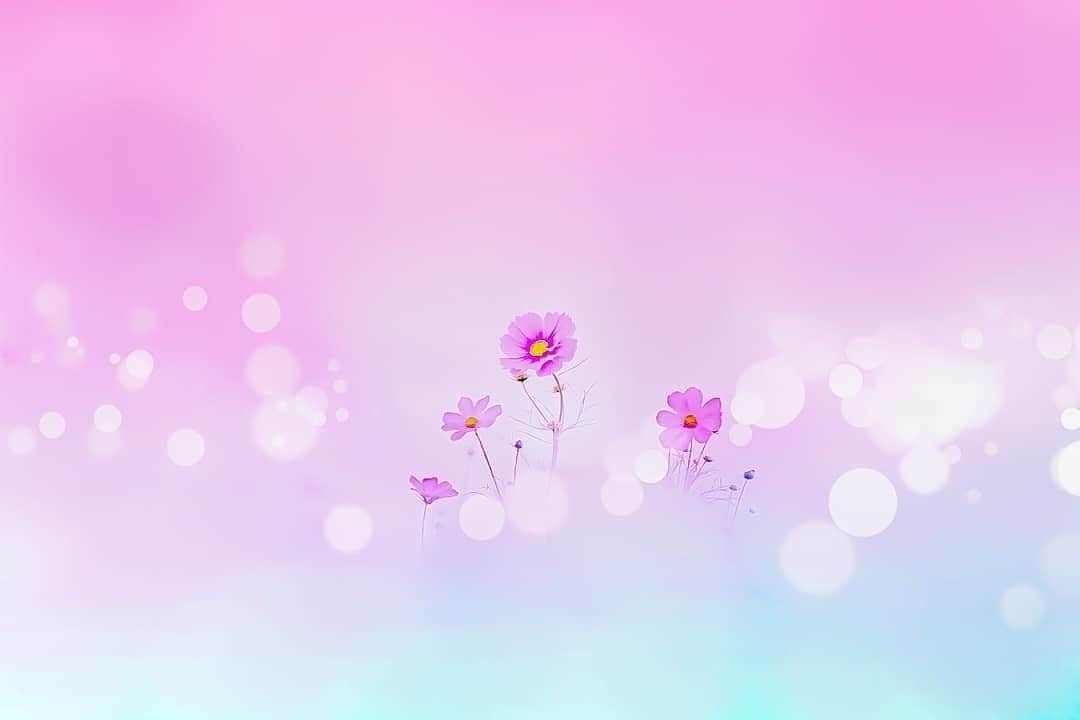 花の写真館のインスタグラム：「Photo by @laulea_xx.⠀ https://instagram.com/laulea_xx/⠀ .⠀ Original Post[投稿いただいたURL]⠀ https://www.instagram.com/p/B4cR533gsZz/⠀ .⠀ 本アカウントは、 #私の花の写真 をつけてInstagramに投稿された皆さまの花の写真や、「花の写真館」Facebookページで投稿された花の写真を紹介します。⠀ 「花の写真館」Facebookページは、「 @floral.photograph 」のプロフィールにあるURLからご覧ください。⠀ .⠀ ※各自、政府、自治体など公的機関の指示に従った行動をお願いします。⠀⠀ 東京カメラ部および分室では、写真を「見る楽しみ」を提供することを通して、微力ながら皆様にわずかな時間でも癒しをお届けしたいと思っております。⠀ ※本アカウントは東京カメラ部がFacebook、Instagramのサービスを利用して運営しているもので、Facebook社・Instagramとは一切関係ありません。⠀ .⠀ #花の写真館 #floralphotograph #floralphoto #flower #flowers⠀ Follow: @floral.photograph」