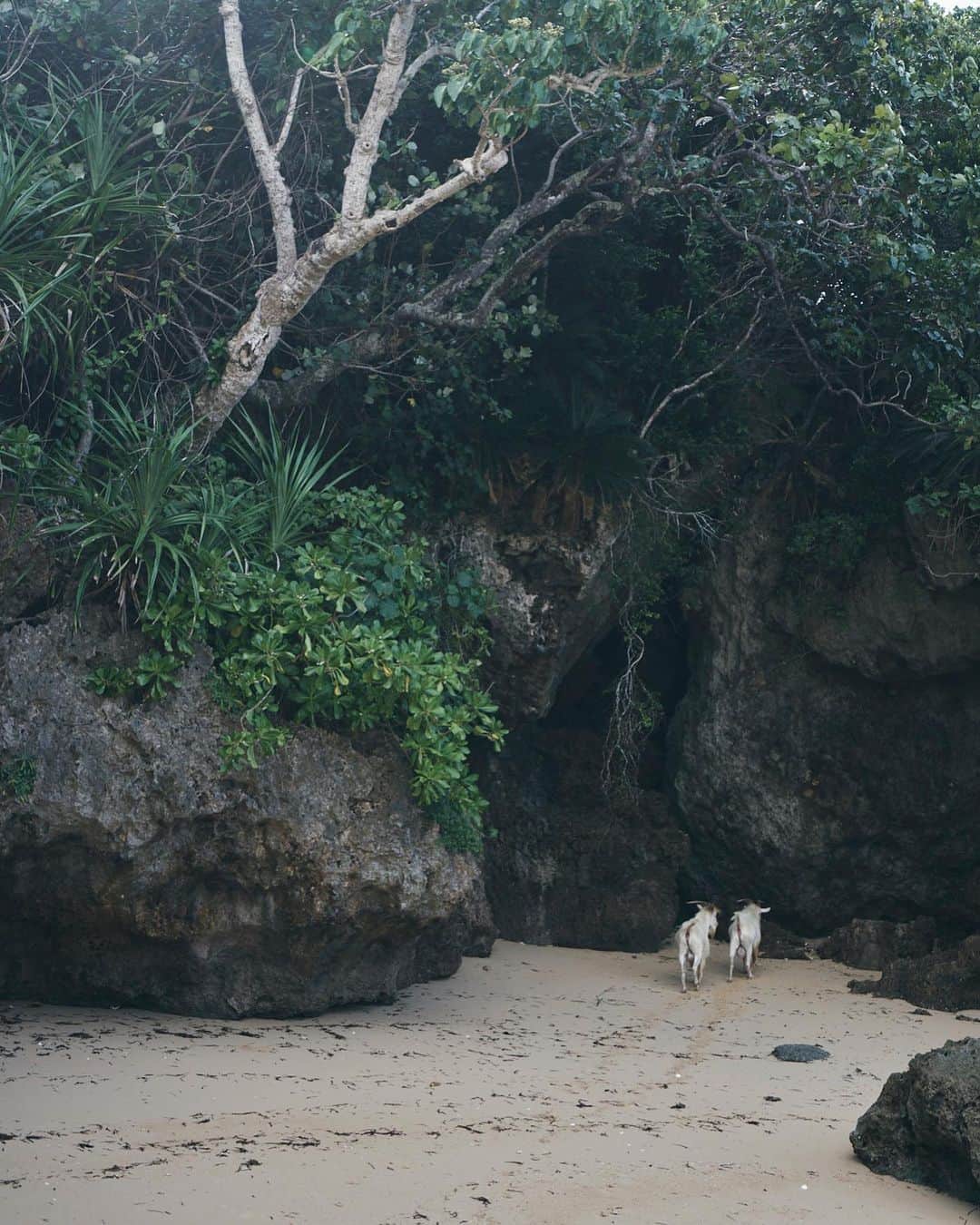 柏倉陽介さんのインスタグラム写真 - (柏倉陽介Instagram)「西表島。海岸を歩く山羊。2017年。 ☆ ☆ ☆ #写真 #カメラ #earthfocus #nature #landscape #outdoor #instagramjapan #ifyouleave #reco_ig #沖縄旅行」7月17日 19時36分 - yosuke_kashiwakura