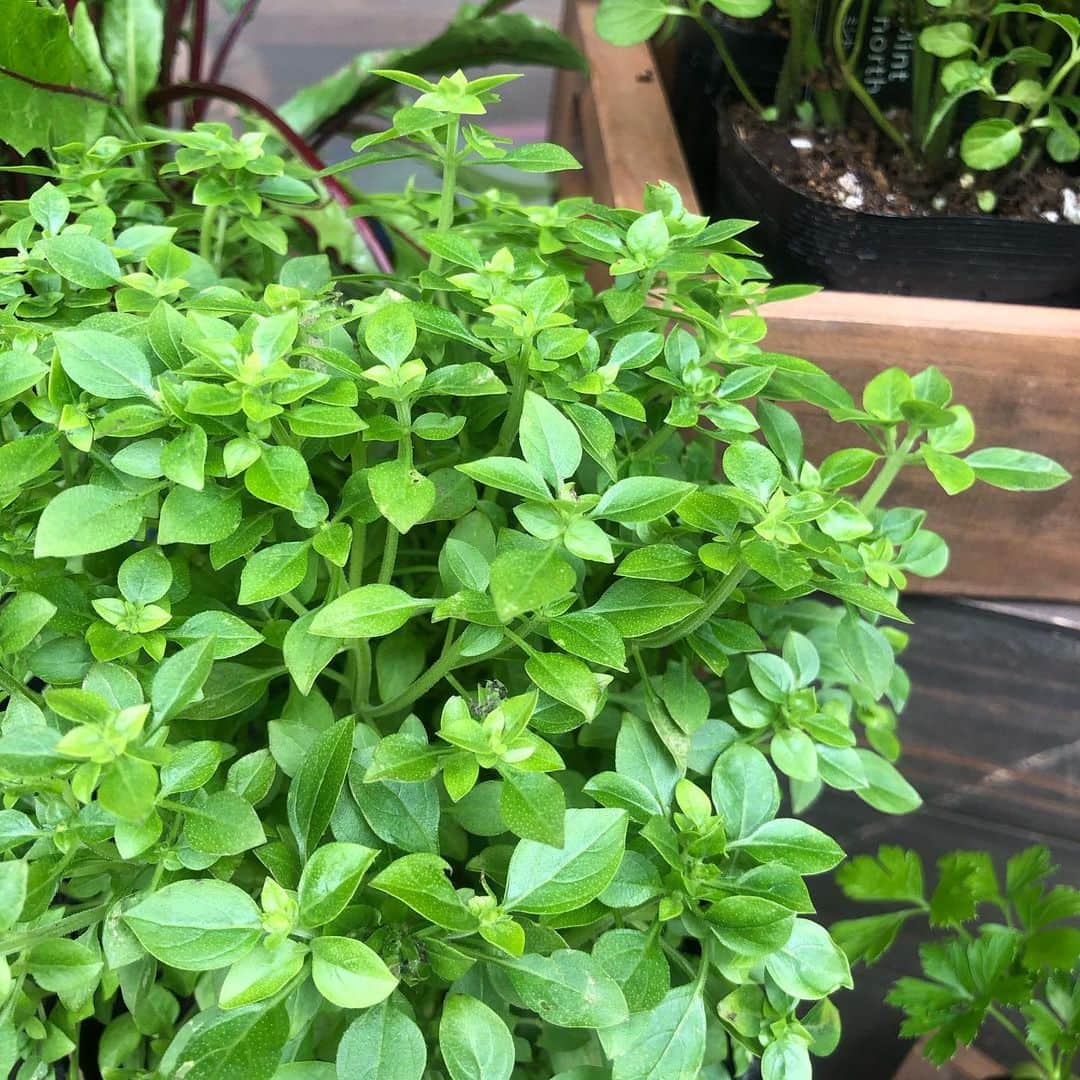 HERVA AKICOのグルメインスタ