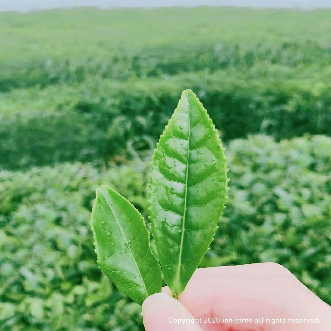 イニスフリー | 日本公式さんのインスタグラム写真 - (イニスフリー | 日本公式Instagram)「ㅤㅤㅤㅤㅤㅤㅤㅤㅤㅤㅤㅤ この美容茶葉に込めた思い✨ ㅤㅤㅤㅤㅤㅤㅤㅤㅤㅤ イニスフリー自慢の ㅤㅤㅤㅤㅤㅤㅤㅤㅤㅤ グリーンティーラインを  皆様にお届けしています🍃 ㅤㅤㅤㅤㅤㅤㅤㅤㅤㅤㅤㅤㅤㅤㅤㅤㅤㅤㅤㅤㅤㅤㅤㅤㅤㅤㅤㅤㅤ ㅤㅤㅤㅤㅤㅤㅤㅤㅤㅤㅤㅤㅤㅤㅤㅤㅤㅤ #innisfree #innisfreejapan #hydrocket #hydro_breakthroughpower #greenteaseedserum #hydration #イニスフリー #チェジュ島 #自然の恵み #スキンケア #イニスフリースキンケア #韓国コスメ #グリーンティーシードセラム #肌水分 #美容茶葉 #グリーンティー #緑茶 #アミノ酸 #乾燥肌 #うるおい #美肌 #潤い肌 #乾燥対策 #保湿」7月17日 20時28分 - innisfreejapan