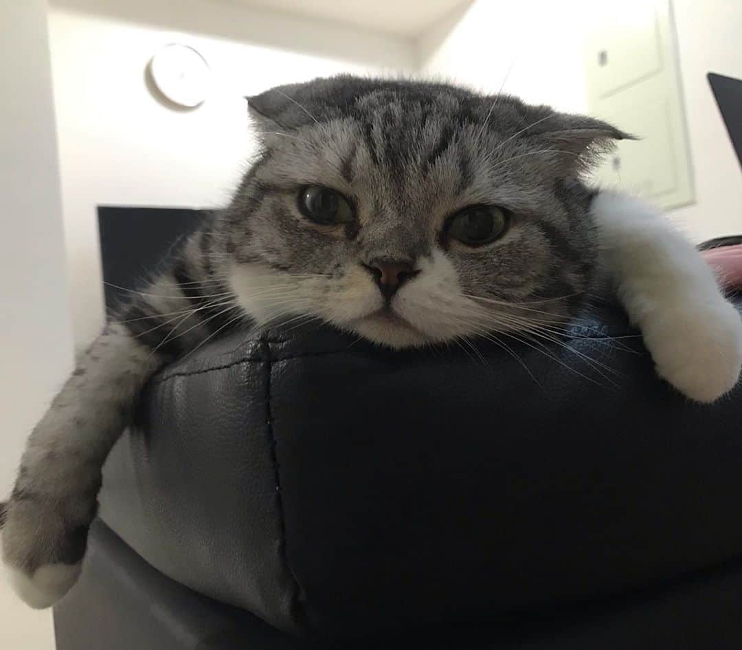 KATSUOのインスタグラム：「ヤル気なんて出たことにゃい . #cat #catsofinstagram #catstagram #cutecst #katsuo #猫のいる暮らし」