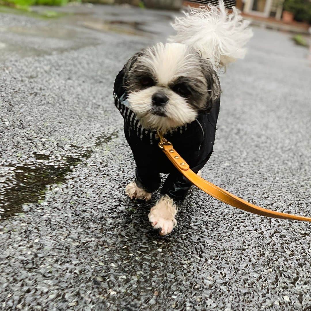 いくらさんのインスタグラム写真 - (いくらInstagram)「雨犬と呼ばれて早三年🐶☔️ ・ 今では地面が濡れていようが霧雨が降っていようがお構いなしでございます😓🤣🙃🌀 ・ ・ #雨犬 #お散歩🐾  #シーズー #dog #shihtzu #dogstagram #いぬすたぐらむ #犬 #ふわもこ部 #シーズー大好き部 #いぬのいる暮らし #いぬのきもち #shihtzulovers #犬のいる暮らし #ロングまつ毛ワンコの会 #shihtzusgram_feature #instadog #shitzu #愛犬 #わんこ #モフモフ #shitzumania #shihtzulovers #shihtzuloversofinstagram」7月17日 20時46分 - i_am_ikura