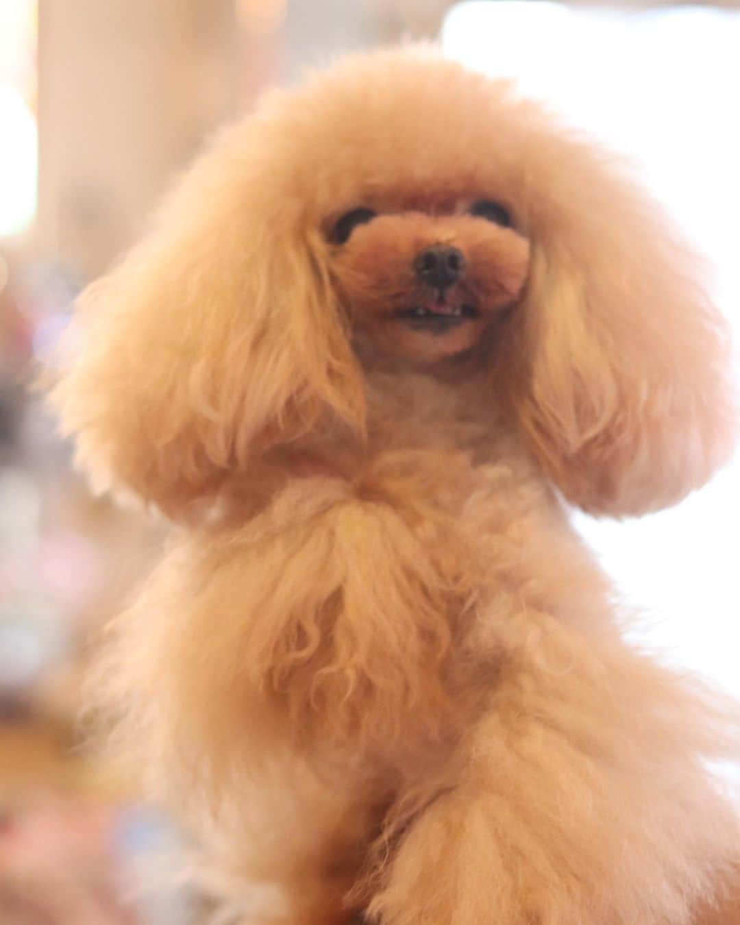 tetoyanyanのインスタグラム：「Camellia✨✨﻿ happy birthday 🎉❤️❤️  ﻿ 本日はおかめしゃん4歳のお誕生日❤️﻿ ﻿ ﻿ ﻿ ﻿ 何事もなくすくすく育ってくれてありがとう﻿ ﻿ ﻿ ﻿ いつも一緒にいてくれてありがとう❤️﻿ ﻿ ﻿ ﻿ かめしゃーん😊﻿ ﻿ ﻿ ﻿ いつもいつでもありがとう❤️﻿ ﻿ ﻿ ﻿ ﻿ これからも穏やかに過ごせますように✨✨ ﻿ ﻿ ﻿ ﻿ ﻿ #おかめしゃんの成長日記#dogstagram#dogftheday#instapet#petstagram#petoftheday#mydog#puppystagram#ig_dogphoto#petoftoday#west_dog_japan #といぷー #トイプードル #といぷーどる #toypoodle #toypoodlegram #toypoodlelove #toypoodles #toypoodlesofinstagram #toypoodlepuppy #toypoodleapricot #toypoodlered #トイプードルパピー #トイプードル🐩」