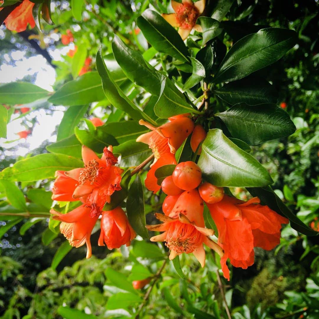田中香子さんのインスタグラム写真 - (田中香子Instagram)「雨続きでなかなか おさんぽ行けないので いつかのいちまんぽ。  公園に タコさんウインナー 落ちてる！て思ったら ざくろの花でした (*ﾟ∀ﾟ*)  初めてみた◎  #さんぽ #いちまんぽ #ざくろ #ざくろの花  #石榴 #pomegranate  #pomegranateflower」7月17日 21時17分 - soo.yt
