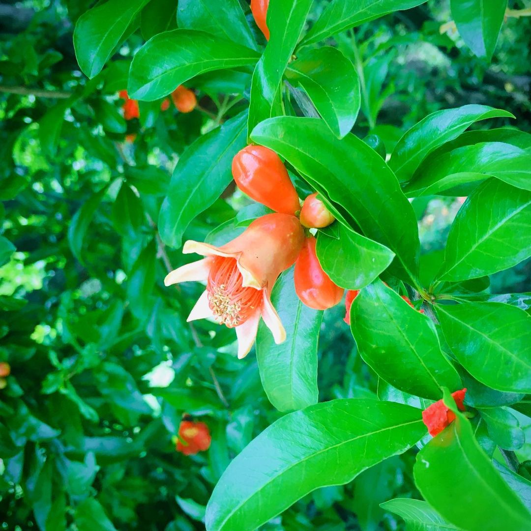 田中香子さんのインスタグラム写真 - (田中香子Instagram)「雨続きでなかなか おさんぽ行けないので いつかのいちまんぽ。  公園に タコさんウインナー 落ちてる！て思ったら ざくろの花でした (*ﾟ∀ﾟ*)  初めてみた◎  #さんぽ #いちまんぽ #ざくろ #ざくろの花  #石榴 #pomegranate  #pomegranateflower」7月17日 21時17分 - soo.yt