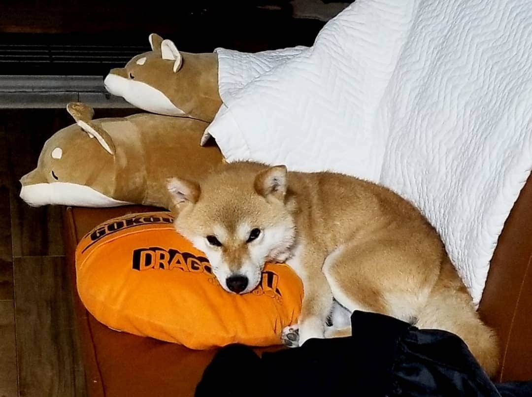 柴犬たま Shibainu Tamaさんのインスタグラム写真 - (柴犬たま Shibainu TamaInstagram)「﻿ めちゃくちゃ上手にクッション活用しているミケしゃん👏﻿ おやすみなさい…💤﻿ ﻿﻿﻿ Caption trans🇬🇧﻿﻿﻿ Meekeh makes good use of the cushion👏 Good night…💤﻿ ﻿ #たま家族 #柴犬ミケ #ミケママ #寝顔 #すやすや #おやすみなさい #かなりひし形﻿ #柴犬 #shiba #shibainu #shibastagram #犬 #dog」7月17日 21時13分 - tama7653