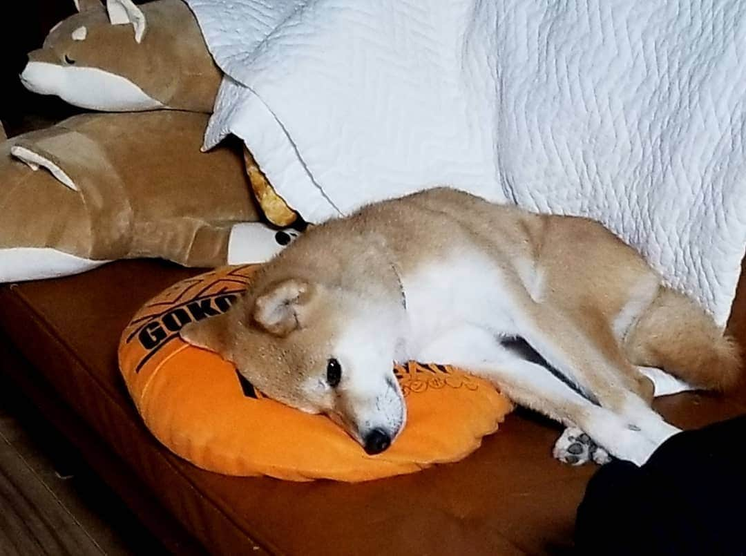 柴犬たま Shibainu Tamaさんのインスタグラム写真 - (柴犬たま Shibainu TamaInstagram)「﻿ めちゃくちゃ上手にクッション活用しているミケしゃん👏﻿ おやすみなさい…💤﻿ ﻿﻿﻿ Caption trans🇬🇧﻿﻿﻿ Meekeh makes good use of the cushion👏 Good night…💤﻿ ﻿ #たま家族 #柴犬ミケ #ミケママ #寝顔 #すやすや #おやすみなさい #かなりひし形﻿ #柴犬 #shiba #shibainu #shibastagram #犬 #dog」7月17日 21時13分 - tama7653