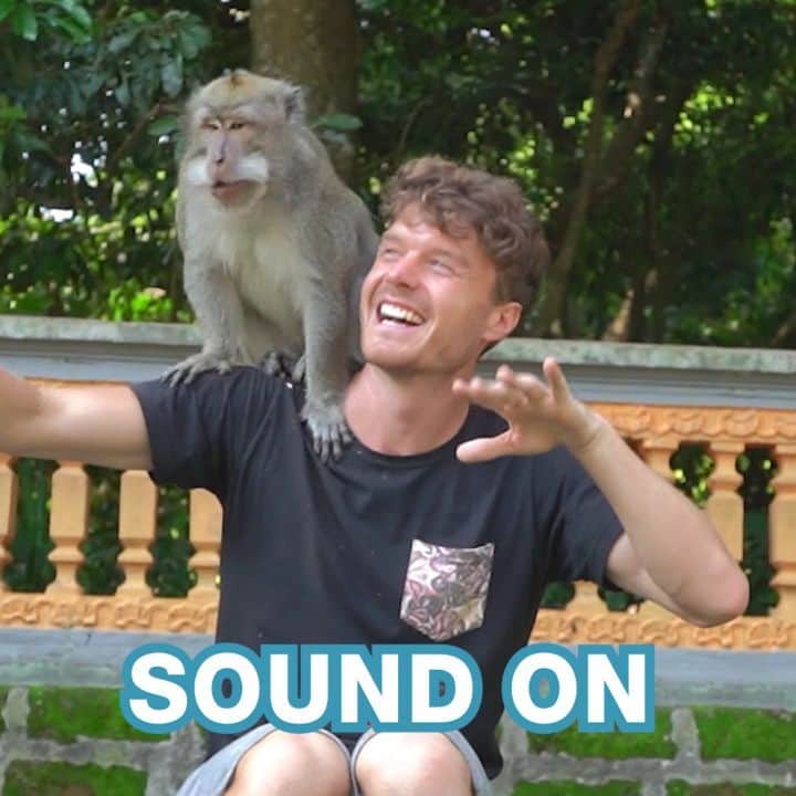アラン・ディクソンのインスタグラム：「Do Monkeys like music?  Click my bio link now! 🎶🎥 Watch it, or the monkeys will eat all your bananas.  - Thanks for the help @epidemicsound & @lucaepifany」