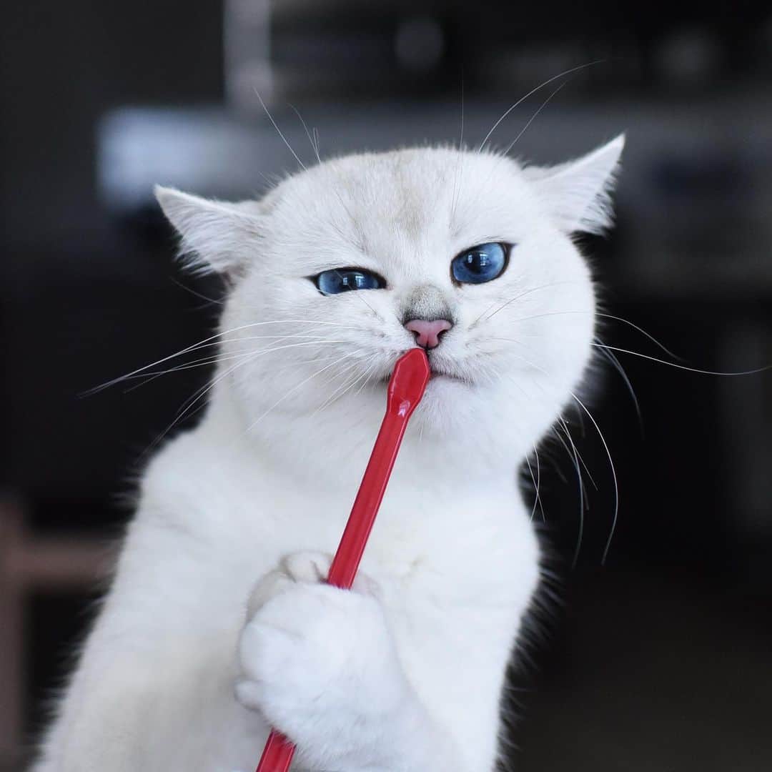 コビーさんのインスタグラム写真 - (コビーInstagram)「The Feline Dental Digest recommends brushing each fang for 20 seconds every year.」7月17日 21時32分 - cobythecat