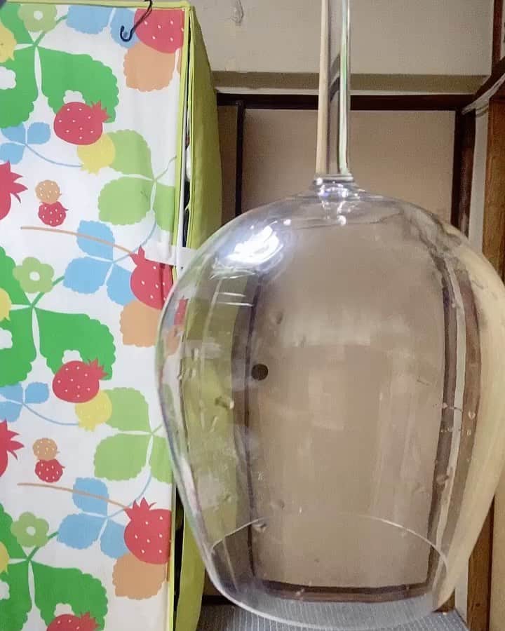 のインスタグラム：「【Quarantine  day 1501】  I enjoyed it!  #かわいい #plunger #kawaii #wine  #glass #ninja #cool #power #comedy #enjoy」