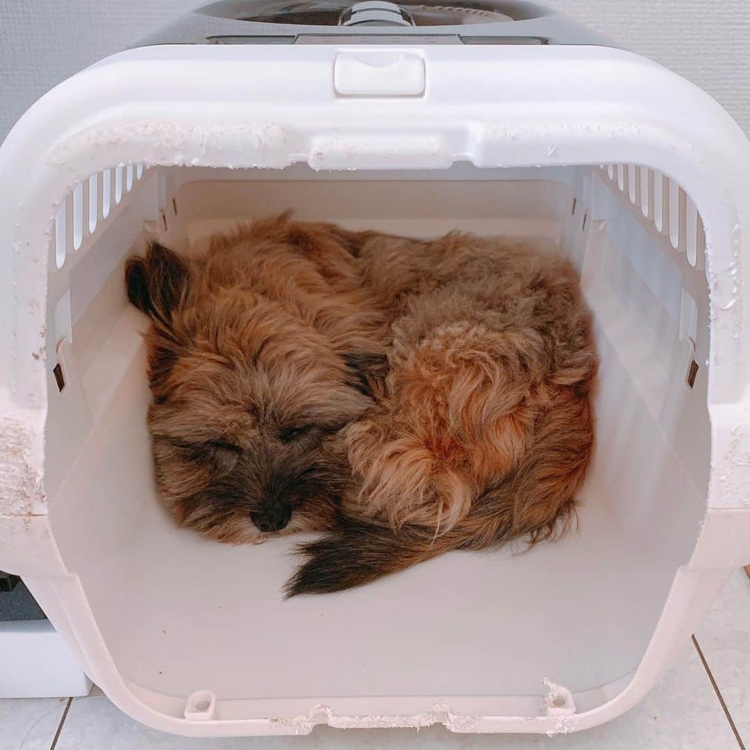 日岡なつみのインスタグラム：「□□ (ゲージを噛んで凄いことになっている)  #しゅみれぐらむ 👈これからこのハッシュタグですみれの投稿するね！  #犬 #シープー #トイプードル #シーズー #ミックス犬 #いぬすたぐらむ🐶 #dog #dogstagram #instadog」