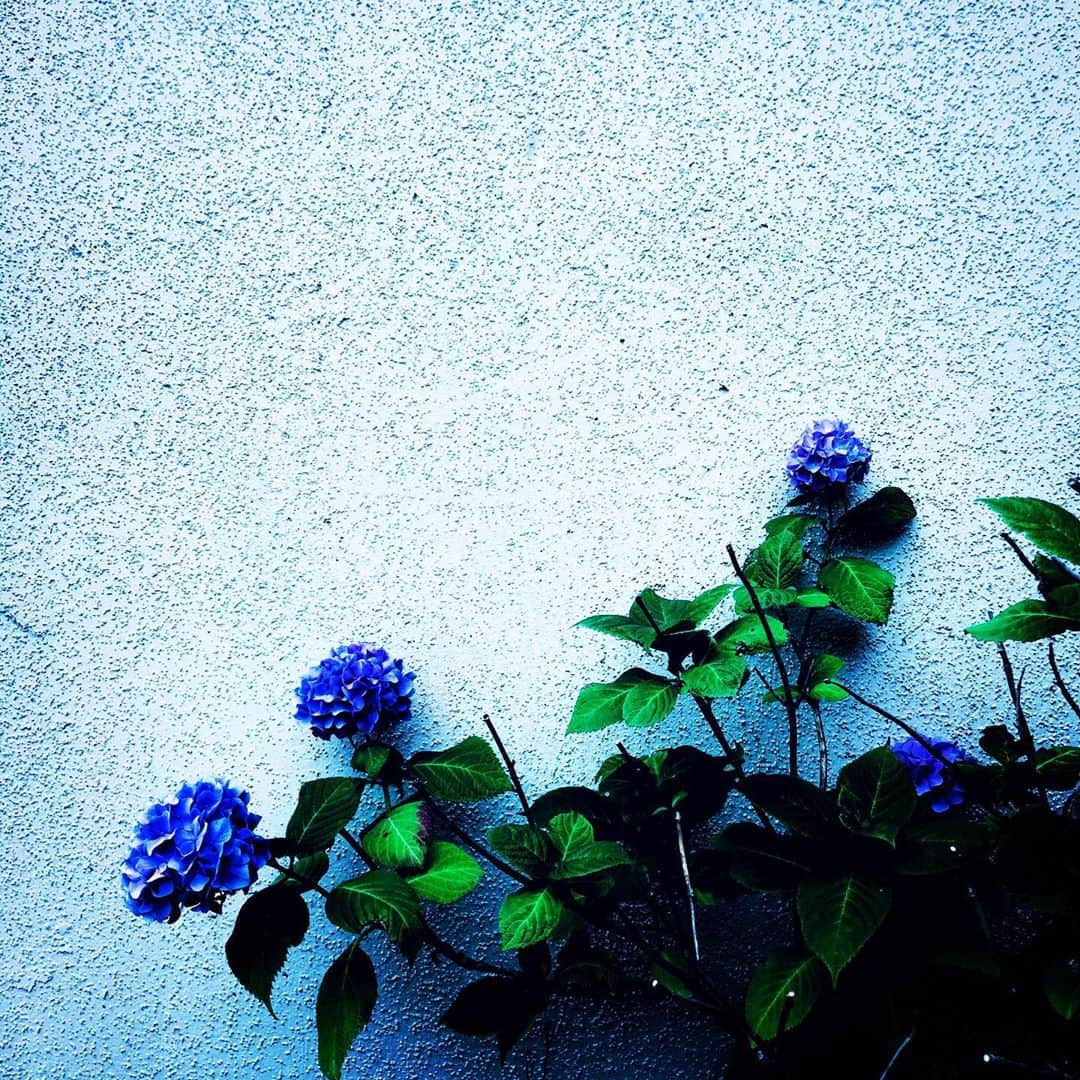 江田由紀浩のインスタグラム：「2020年、初、紫陽花。 一番好きな花だよなー。 なんでか知らんけど。 #紫陽花 #あじさい #アジサイ」