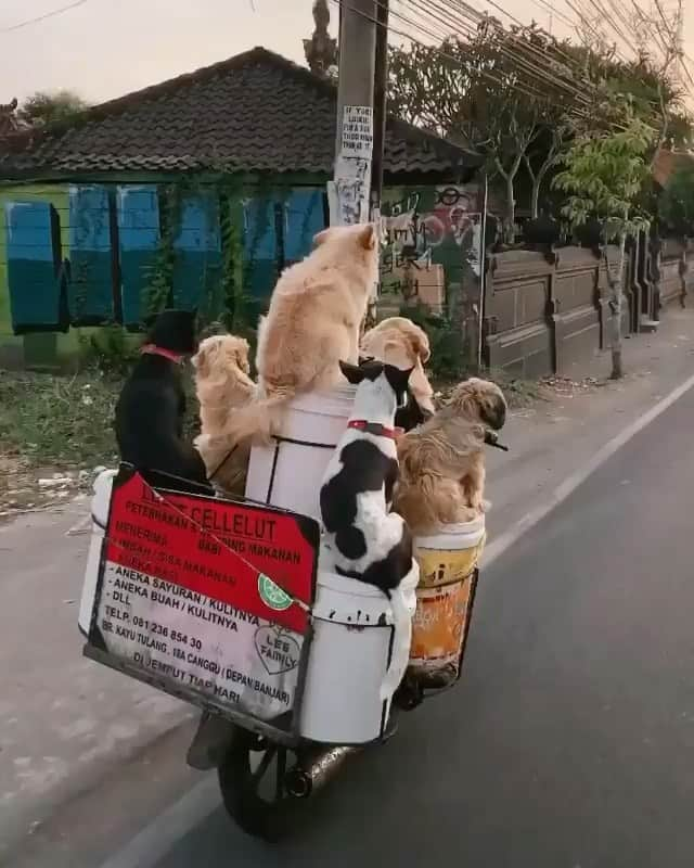 BeStylishのインスタグラム：「When people ask me where I see myself when I’m older.. 😂 . . . . . #canggu #bali #indonesia #animals #dogs #dogsofinstagram #doglife #doglover #dogstagram #doggo #bestylish」