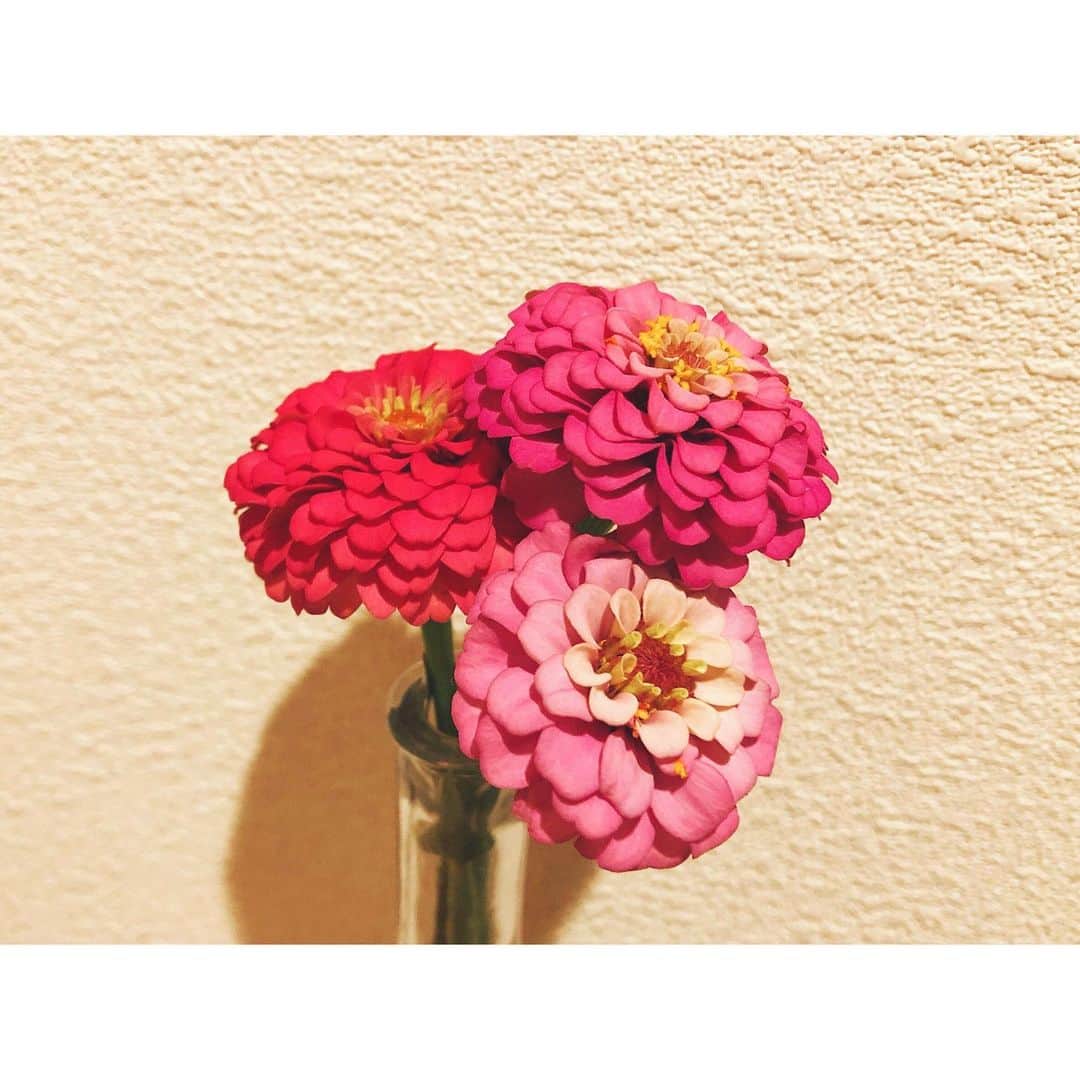 のインスタグラム：「みなさま今週もお疲れ様でした😊 今週は週の前半である男性を取材し、後半は編集！(とニュース) バタバタの1週間でした🏃‍♀️  大塚町の沿道をボランティアで花いっぱいに彩る志々目芳郎さん。 花づくりにかける想いに迫ります。 優しい気持ちになれる取材でした(^^) 5月にニュースのビデオリポーターでも少しお伝えしましたが、明日のU-dokiでは特集でお届けします。 ぜひご覧ください👀  こちらはその志々目さんが育てているキュートな百日草💐  #百日草 #udoki #たまにディレクターもします」