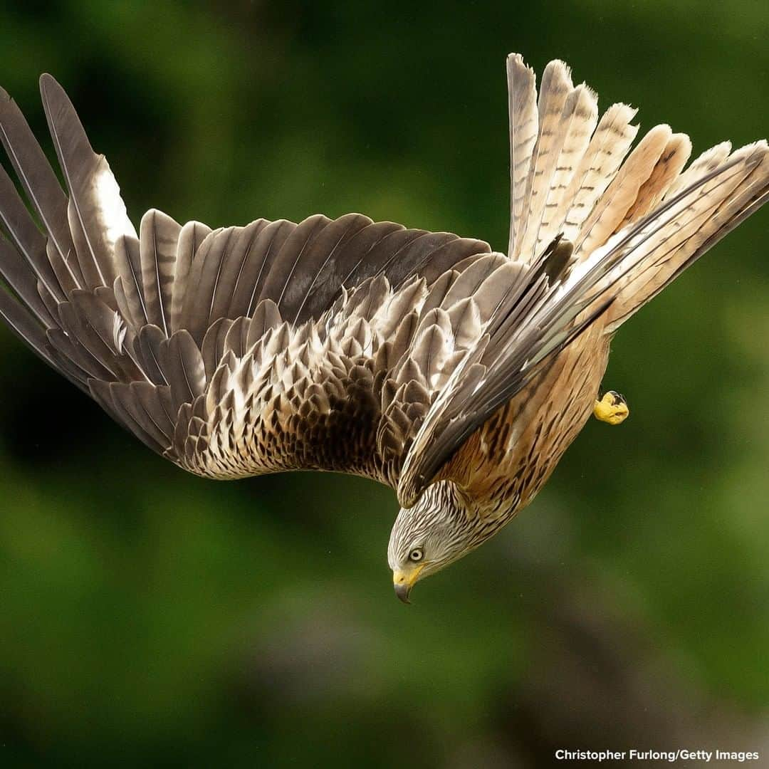 ABC Newsさんのインスタグラム写真 - (ABC NewsInstagram)「INCOMING: A red kite descends on Gigrin Farm feeding center in Rhayader, Wales.  Up to 500 red kites visit each afternoon creating an aerobatic spectacle as the birds swoop for morsels of beef. #redkite #birds #animals」7月17日 22時14分 - abcnews