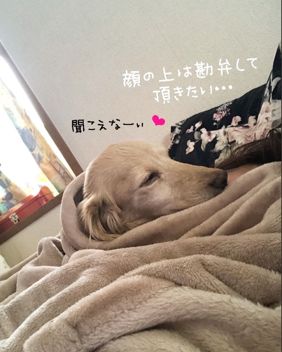 チズさんのインスタグラム写真 - (チズInstagram)「ほんとは ベタベタしたいくせにぃ〜🐶💕 #ソーシャルディスタンス散歩 🐾 #感染予防対策  #止まれで止まる犬  #動くマロン #朝んぽ#movie 🎥  #Mダックス#ダックス#ミニチュアダックス #親父犬#シニア犬#ミニチュアダックスフンド #ミニチュアダックスクリーム#短足部 #短足犬#カニンヘンダックス #ダックス14歳#カニンヘンダックスフンド#犬は家族#犬のいる生活#シニアライフ#インスタでわんこみるのが日課 ♡♡」7月17日 22時35分 - sqi.chizu