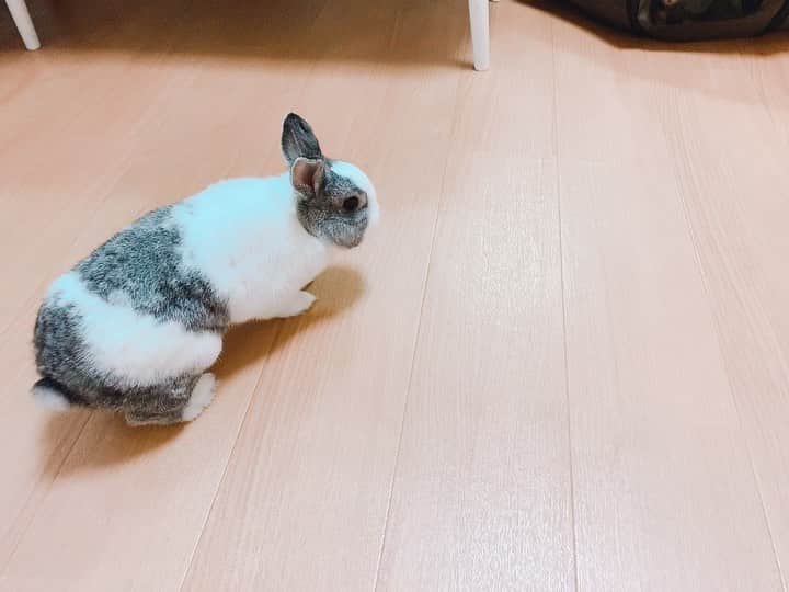 秋山ゆずきのインスタグラム：「猫とうさぎってどうですか？って よく聞かれますが うちは猫が赤ちゃんの時からいるので 普通に共存してますよ🐱🐰  ココさん🐰が3歳の時に くくきき🐱が生後1週間くらいで来ました🏡  おもちゃに夢中な猫と 私のストーカーうさぎ🐰  #猫と兎 #猫とうさぎ  #猫とうさぎのいる暮らし  #うさぎと猫 #うさぎと暮らす  #猫と暮らす #兎と猫」