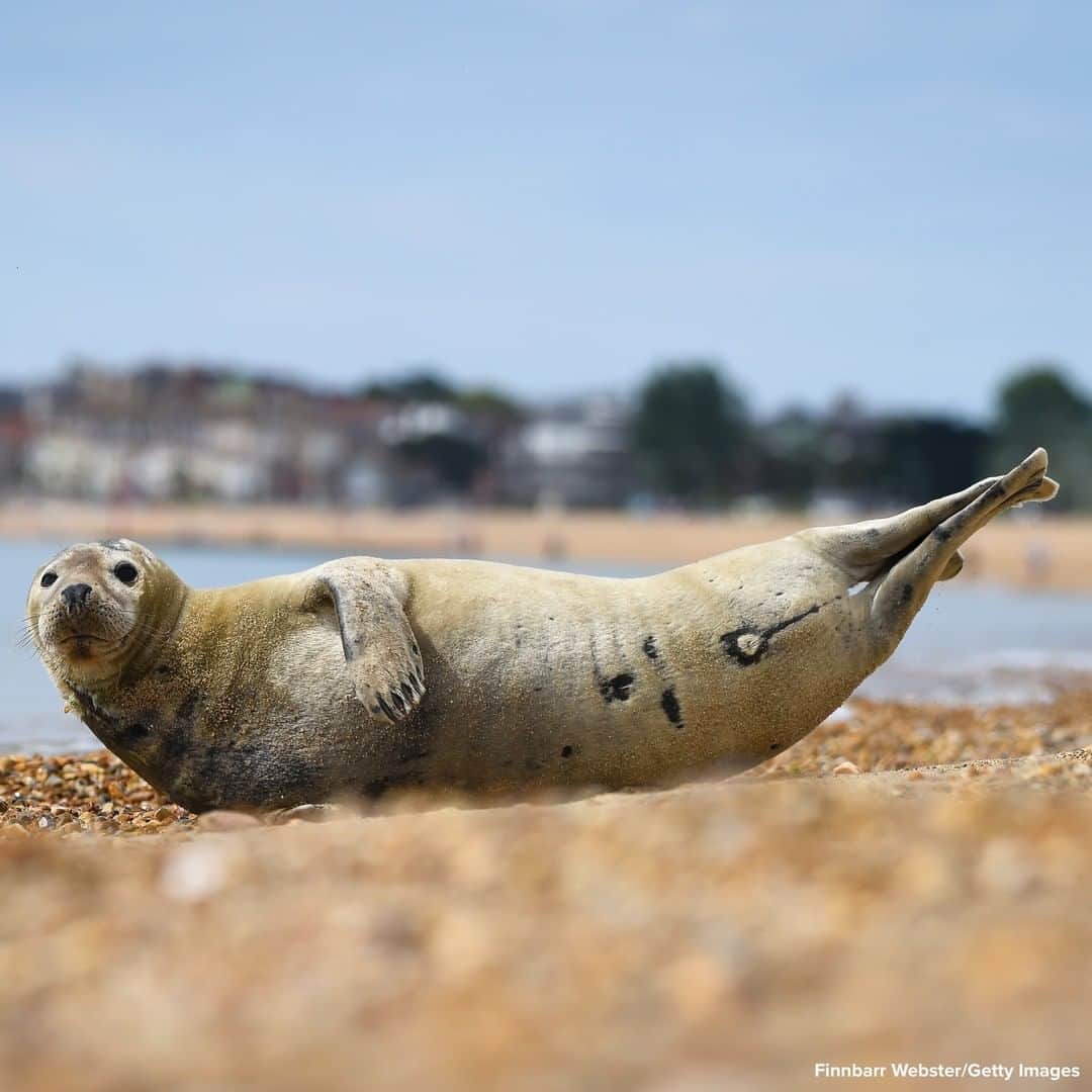 ABC Newsさんのインスタグラム写真 - (ABC NewsInstagram)「LIFE'S A BEACH: Local attraction named Sammy the Seal is seen on the beach in Weymouth, England. #seal #beach #animals」7月17日 22時44分 - abcnews