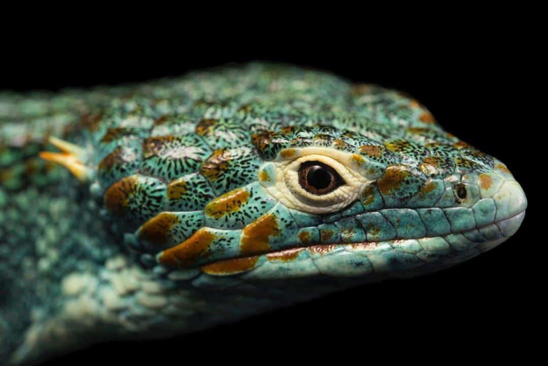 Joel Sartoreさんのインスタグラム写真 - (Joel SartoreInstagram)「Cope’s arboreal alligator lizard is a species found in two isolated locations in Guatemala. They make their homes in the trunks of decaying, large trees covered with growth such as moss, ferns or bromeliads, all perfect for insulation and moisture control. Photo taken @urbanarkconservation. #lizard #alligator #alligatorlizard #arboreal #colorful #endangered #PhotoArk #savetogether」7月17日 22時37分 - joelsartore