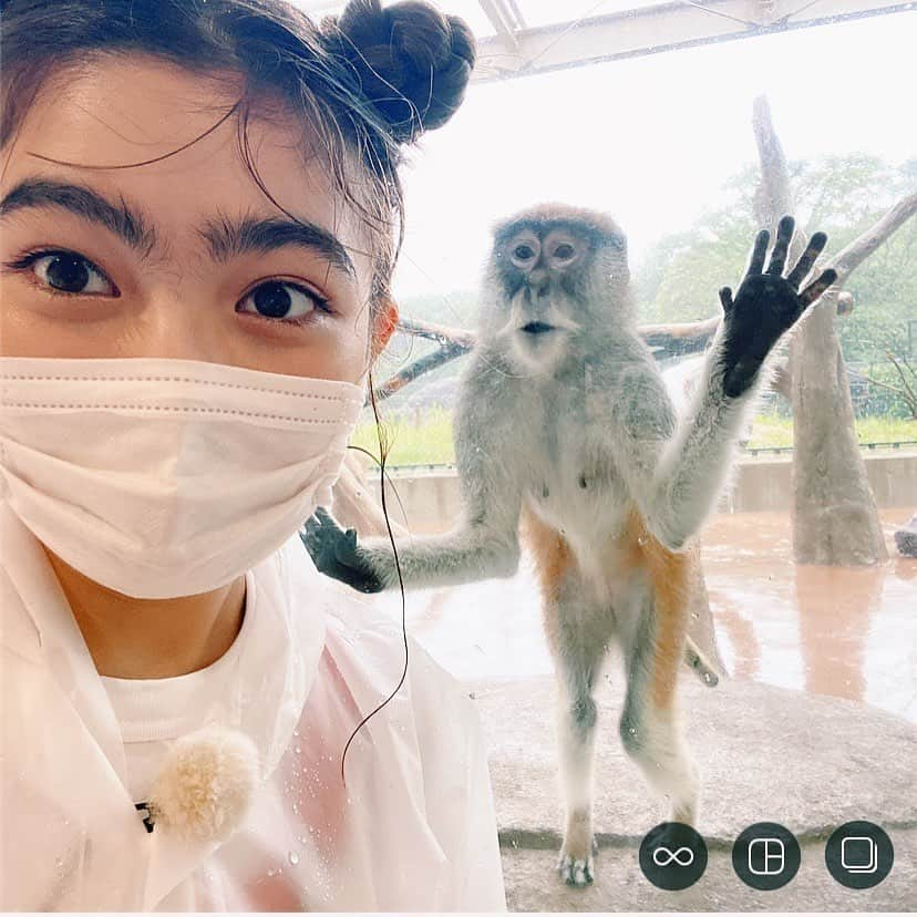 井上咲楽さんのインスタグラム写真 - (井上咲楽Instagram)「. 明日のくすぐる🐵午前11時からぜひ見てください👀 のんほいパーク動物園に行った様子が放送されます . #テレビ愛知」7月17日 22時48分 - bling2sakura