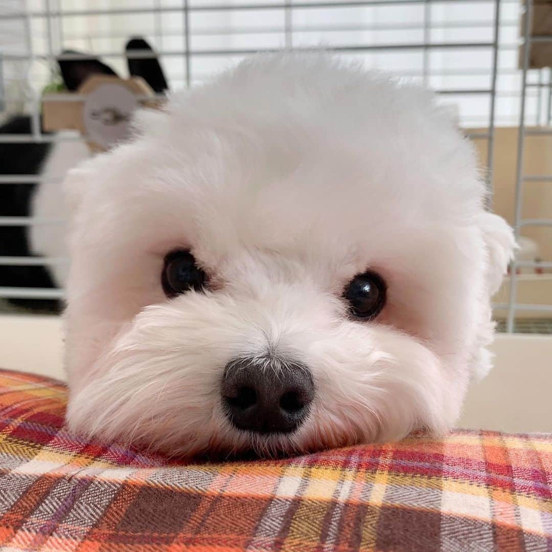 セロリのインスタグラム：「【感謝】 温かいコメントやDM、本当にありがとうございます。 何度も読み返しては、元気もらってます。 まだ信じられませんが、親孝行だった「うにこ」のことを想うと、しっかりしないとなぁって思います。 一歩ずつ歩き出そうか。 うにこ、みんなのこと見守っててね。 #maltese #マルチーズ #うさぎ #rabbit #本当にありがとうございます」
