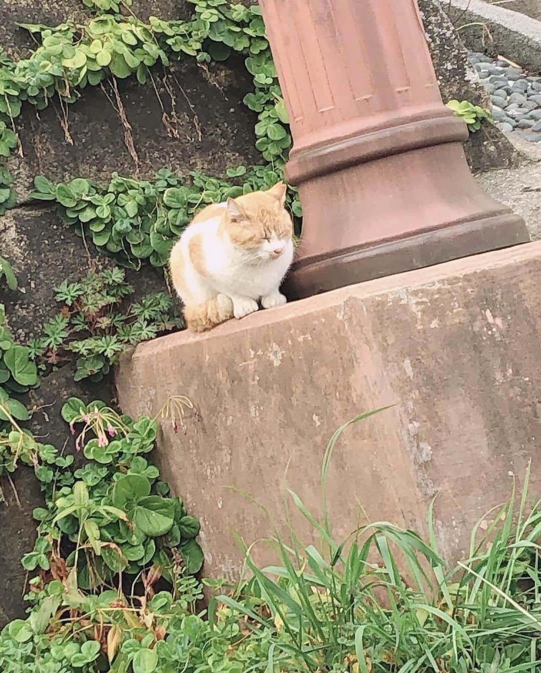 土路生優里さんのインスタグラム写真 - (土路生優里Instagram)「尾道ねこ様と我が家のねこ様🐈  #尾道  #猫  #プーニャ」7月17日 22時52分 - torochan__324