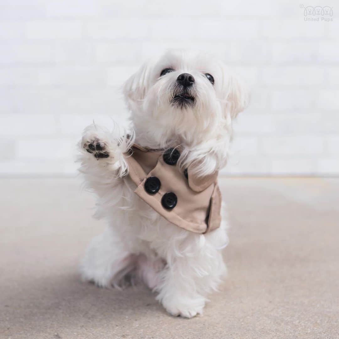 hi.arodさんのインスタグラム写真 - (hi.arodInstagram)「It’s Friday! High Five! 🐾🐶 ・・・  #happyfridayeveryone#highfive#pawsome#pawesome#paws🐾#paw#pawsup#pawfect#givemefive#givemepaw#tgif#happyfriday#fridaymood#itsfriday#happyfriyay#friyay#itsfridayyall#itsfriday#trenchcoat #maltese#malteseofinstagram#malteselovers#malteseofficial」7月17日 23時20分 - hi.arod