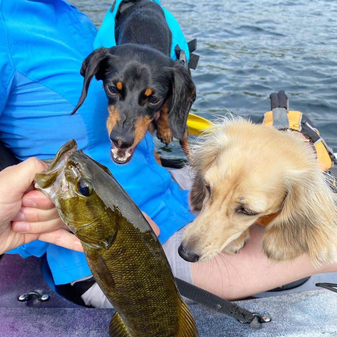 Crusoe the Celebrity Dachshundのインスタグラム：「“Got one! 😬 First fishy of the year - I still love it! ❤️” ~ Crusoe」