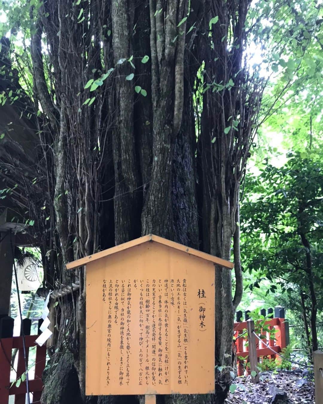 桂のインスタグラム：「御神木 桂 ２０２０  #kifuneshrine #katsura #nature #tree #katsuratree #sacredtree #kifunejinja #tanabata #貴船神社 #桂 #御神木 #御神木桂 #七夕」