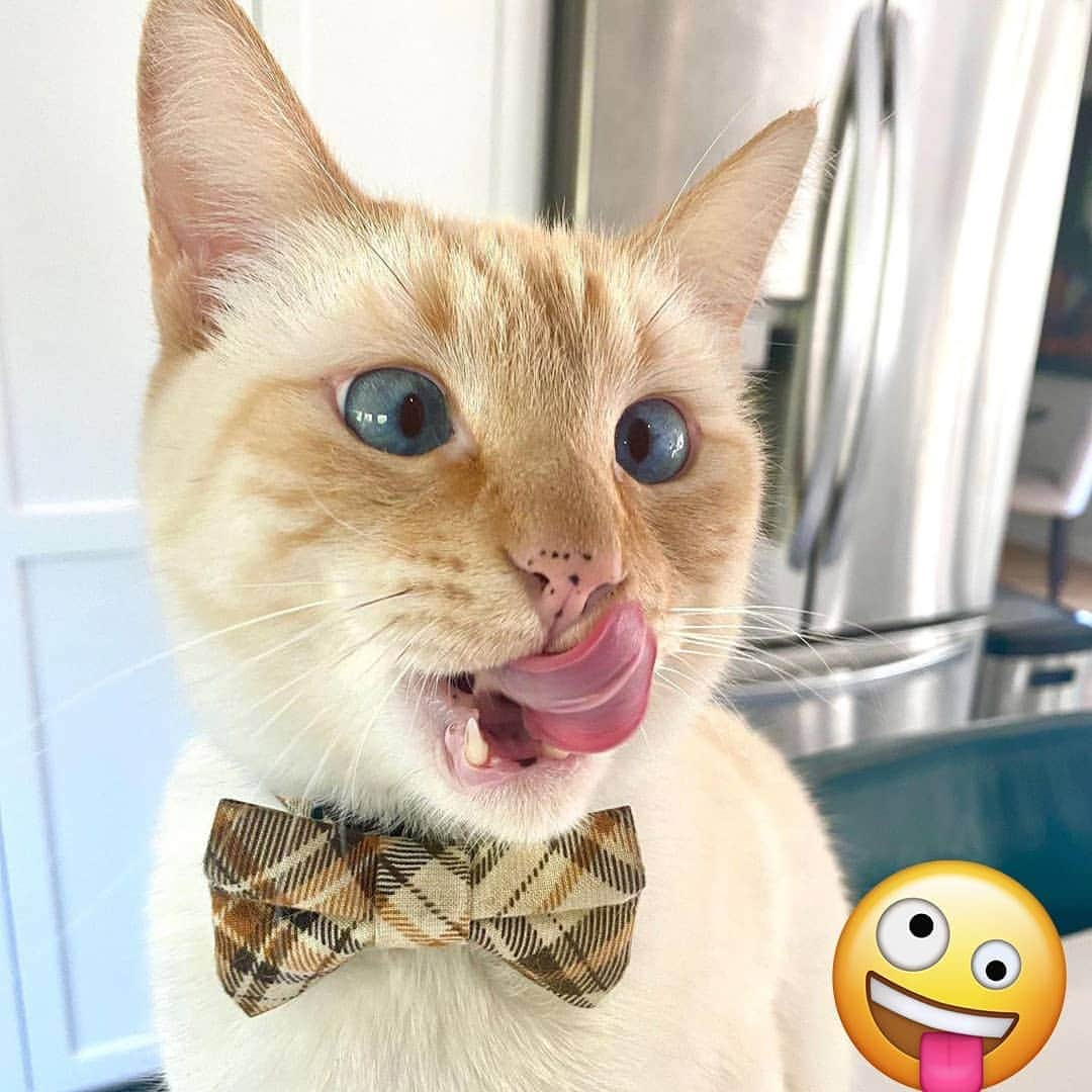 Aww Clubさんのインスタグラム写真 - (Aww ClubInstagram)「Happy world emoji day 😜  📷@marleykatz   #meowed #emoji #worldemojiday #worldemojiday2020 #emoji」7月17日 23時43分 - meowed