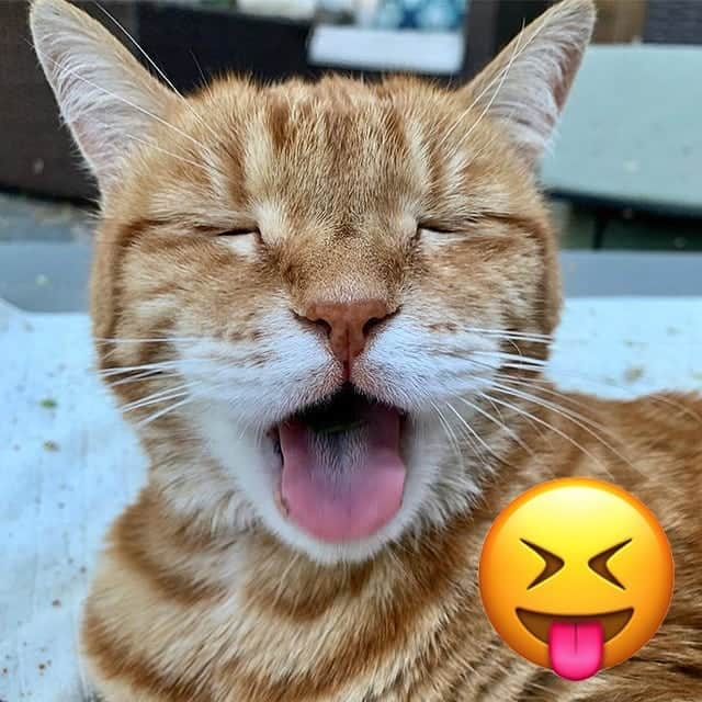 Aww Clubさんのインスタグラム写真 - (Aww ClubInstagram)「Happy world emoji day 😜  📷@marleykatz   #meowed #emoji #worldemojiday #worldemojiday2020 #emoji」7月17日 23時43分 - meowed