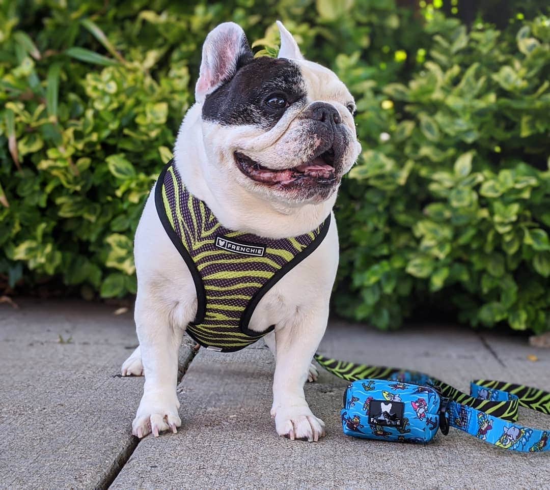 Manny The Frenchieさんのインスタグラム写真 - (Manny The FrenchieInstagram)「Feeling totally tubular in my new gear!😎🏄‍♂️ New launch from @frenchie_bulldog」7月18日 9時07分 - manny_the_frenchie