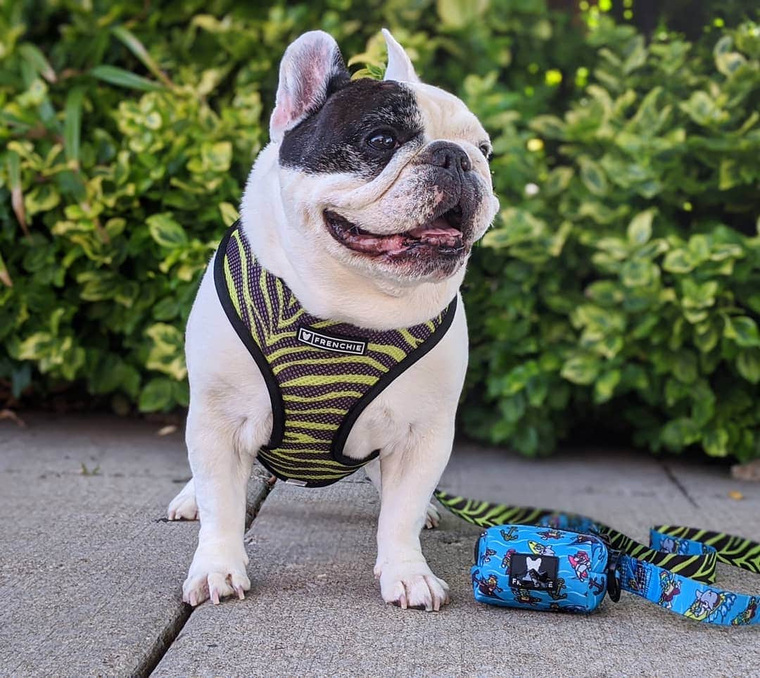 Manny The Frenchieのインスタグラム：「Feeling totally tubular in my new gear!😎🏄‍♂️ New launch from @frenchie_bulldog」